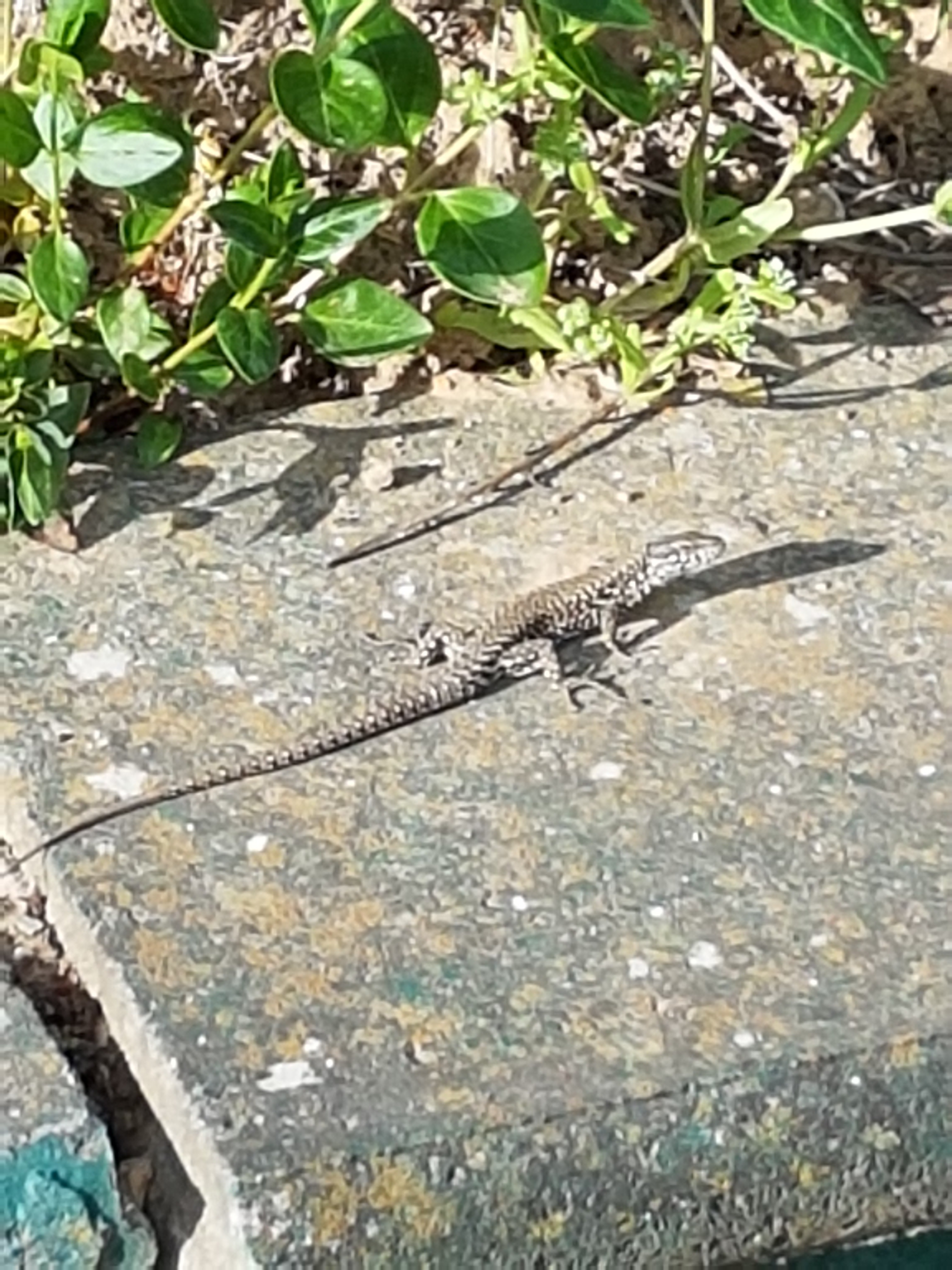 Gern und selten gesehen! Doch mit offenen Augen durch die Natur gehen